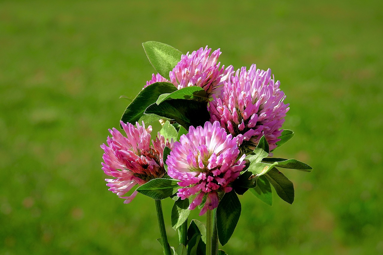 Red Clover in Male Menopause: Hormones & Energy Benefits