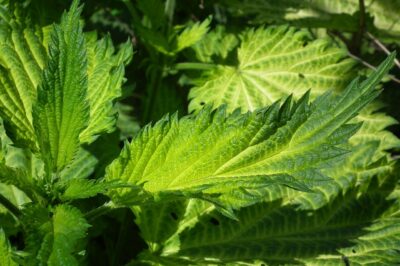 Nettle Root Extract Andropause: Impact on Testosterone, Sleep Dosage